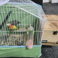 طوطی کوتوله نژاد دار