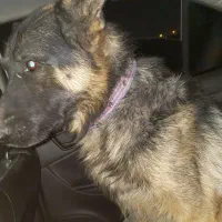 سگ ژرمن پیدا شده محدوده کاوه