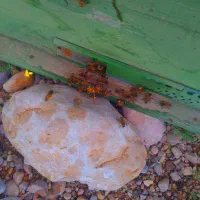 فروش 20 کلنی زنبور عسل