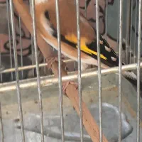 جوجه سهره سهره کهنه دوساله|پرنده|ری, شهادت|دیوار