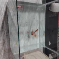 آکواریوم سایز متوسط و مناسب