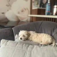 سگ شیتزو تریر