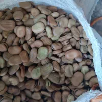 باقلا یا باقلی هیستال