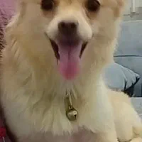 سگ ناز