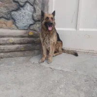 سگ ژرمن اصل