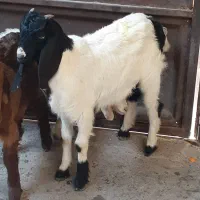 بز نر بره افقانی