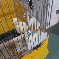 عروس هلندی نر وماده مولد به همراه تمام وسایل|پرنده|مشگین شهر, |دیوار