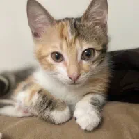 گربه کالیکو ۳ ماه