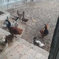 مرغ|حیوانات مزرعه|یاسوج, |دیوار