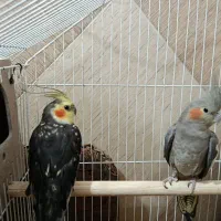عروس هلندی نر و ماده همراه با قفس و تجهیزات|پرنده|شوشتر, |دیوار