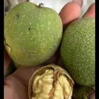 گردو کرمانشاه.تویسرکان
