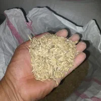 جو تمیز