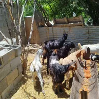 گیسه کهر دار|حیوانات مزرعه|شیراز, جوادیه|دیوار