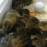 دستگاه جوجه کشی (توان کار با باطری و برق)|لوازم جانبی حیوانات|تربتحیدریه, اندیشه|دیوار