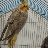 طوطی عروس هلندی سالم و سرحال|پرنده|لاهیجان, گلستان|دیوار