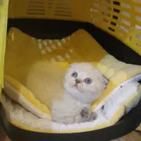 گربه اسکاتیش