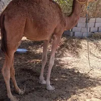 شتر نر آرام دوساله|حیوانات مزرعه|شمیل, |دیوار