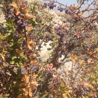 زرشک کوهی سیا