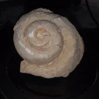 فسیل حلزون قدمت بالای ۲۰ هزارسال