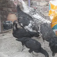 بوقلمون محلی زابلی اصل با مرغ و خروس لاری قلم سیاه