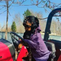 سگ روت وایلر