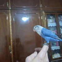 کوتوله برزیلی