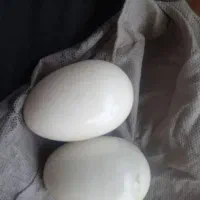 مهره باکره قدیمی