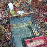 مرغ عشق|پرنده|شاهرود, |دیوار