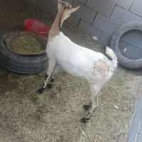 گیسه بربری آبستن ۳ ماه|حیوانات مزرعه|بندرعباس, |دیوار