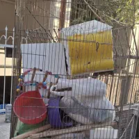 قفس و لانه پرنده