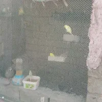 دوجفت کبوترک سالم سرحال