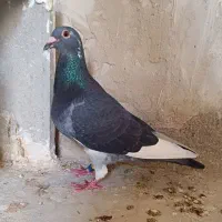 فروش یک جفت وانروی مسافتی