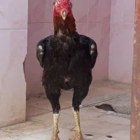 خروس افغانی اصل