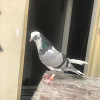 کفتر|پرنده|مشکین‌دشت, |دیوار