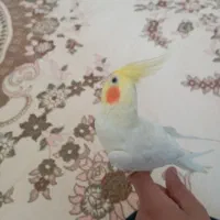 عروس هلندی نر سخنگو