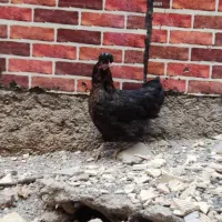 مرغ بومی|حیوانات مزرعه|لردگان, |دیوار