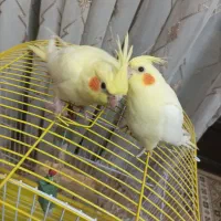 عروس هلندی