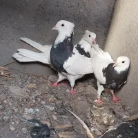 کبوتر