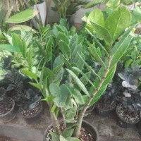 گل طبیعی زامفولیا تنه قوی