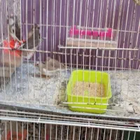 فنچ|پرنده|تربت جام, معدآباد|دیوار