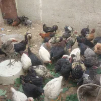 نیمچه مرغ و خروس لاری و برهما و مرندی درجه یک|حیوانات مزرعه|طاغنکوه, |دیوار