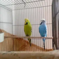 مرغ عشق انگلیسی