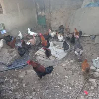 مرغ خروس جوجه|حیوانات مزرعه|هشتگرد, هشتگرد قدیم|دیوار