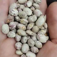 حبوبات درجه یک|خوردنی و آشامیدنی|شیراز, طلاب|دیوار