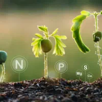 کود کشاورزی باکیفیت عالی افزایش رشدو محصول‌دهی