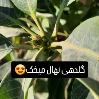 نهال انبه اصلاح شده|خدمات باغبانی و درختکاری|کهنوج, |دیوار
