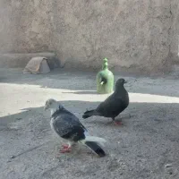 کبوتر|پرنده|معصومیه, |دیوار