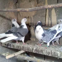 کبوتر شازده  ابلق  سبز   تهرونی اصل در فلاورجان|پرنده|اصفهان, کوی امیریه|دیوار