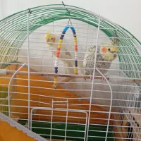 عروس نر و ماده بالغ وسرحال