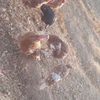 بوغلمون|حیوانات مزرعه|بجنورد, |دیوار